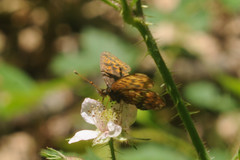 Boloria thore
