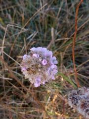 Armeria maritima elongata