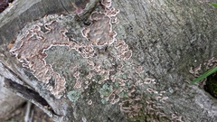 Peniophora albobadia