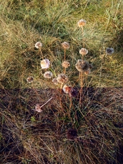 Armeria maritima elongata