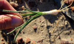 Chlorophytum lewisae