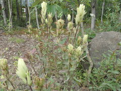 Castilleja pallida caudata