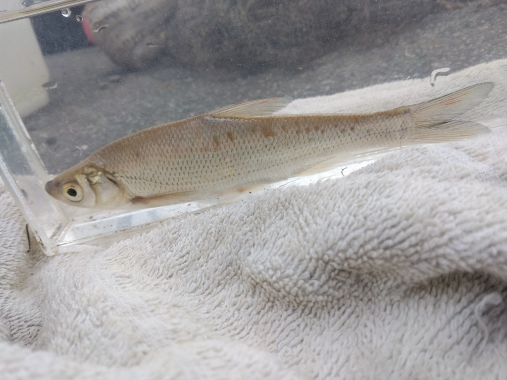 Wataka (Ischikauia steenackeri) — Cyprinidae