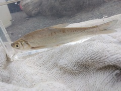 Lakeweed Chub photo 5