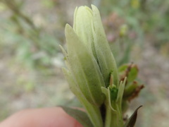 Castilleja pallida caudata