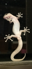 Marbled Gecko photo 3