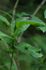 Lonicera alpigena