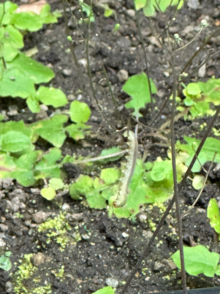 Pachyprotasis volatilis