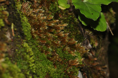 Orthothecium rufescens