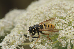 Temnostoma vespiforme