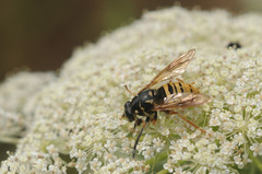 Temnostoma vespiforme