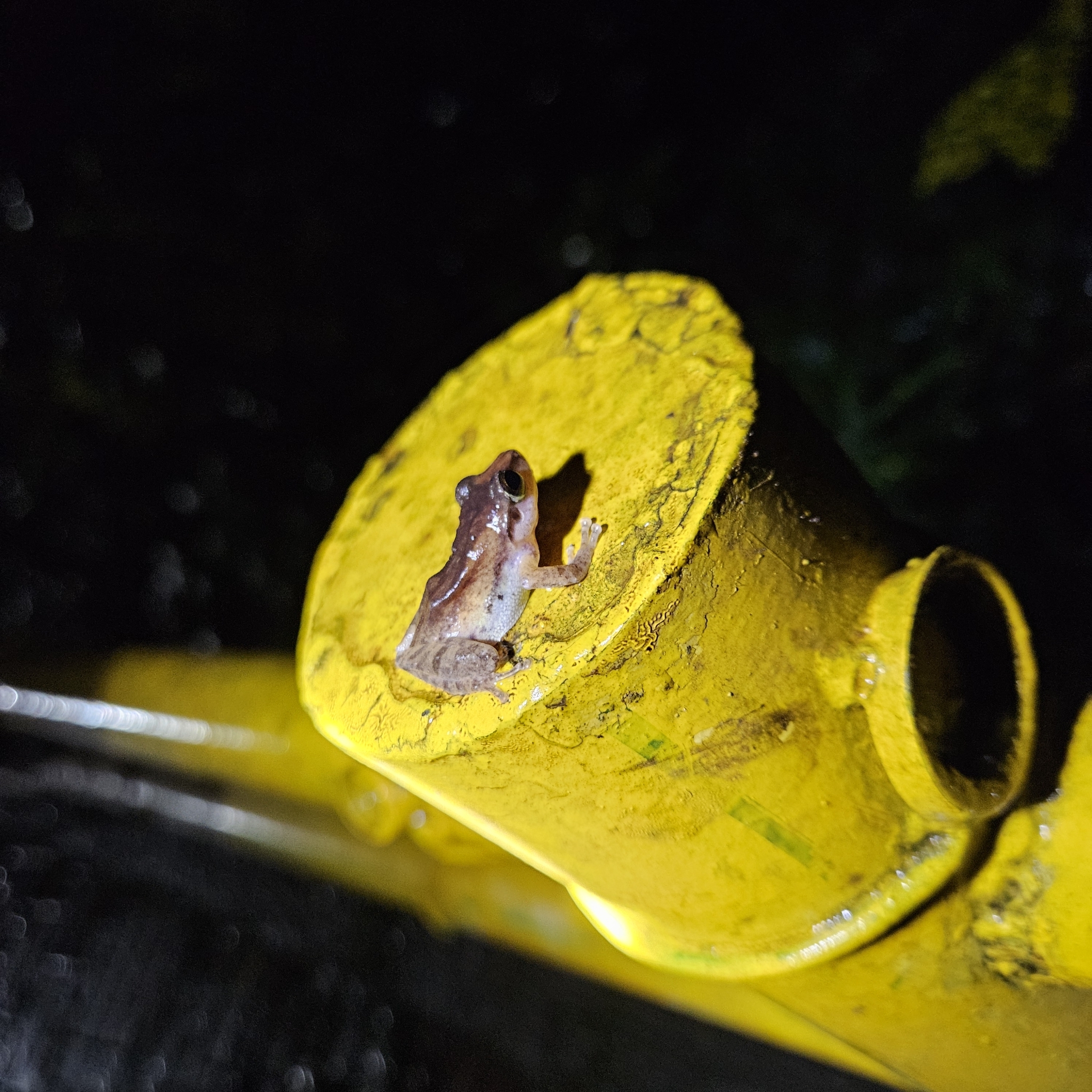 Wynaad Brown Eared Shrub Frog