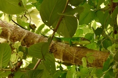 Anolis baracoae