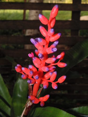 Aechmea fulgens Brongn.