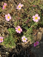 Jamesbrittenia aurantiaca