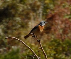 Monticola angolensis