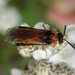 Turnip Sawfly - Photo (c) Laurence Livermore, some rights reserved (CC BY-NC)