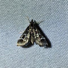 Diathrausta harlequinalis