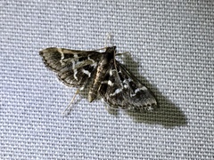 Diathrausta harlequinalis