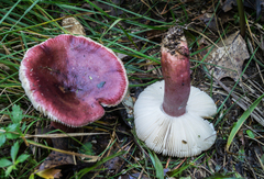 Russula queletii