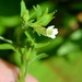 Gratiola neglecta - Photo Sem direitos reservados, enviado por Evan Barker