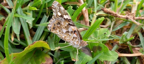 Painted Lady