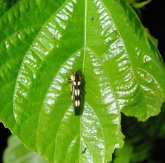 Agrilus xanthonotus