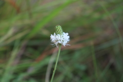 Dalea mountjoyae