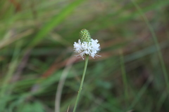 Dalea mountjoyae