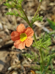 Jamesbrittenia aurantiaca