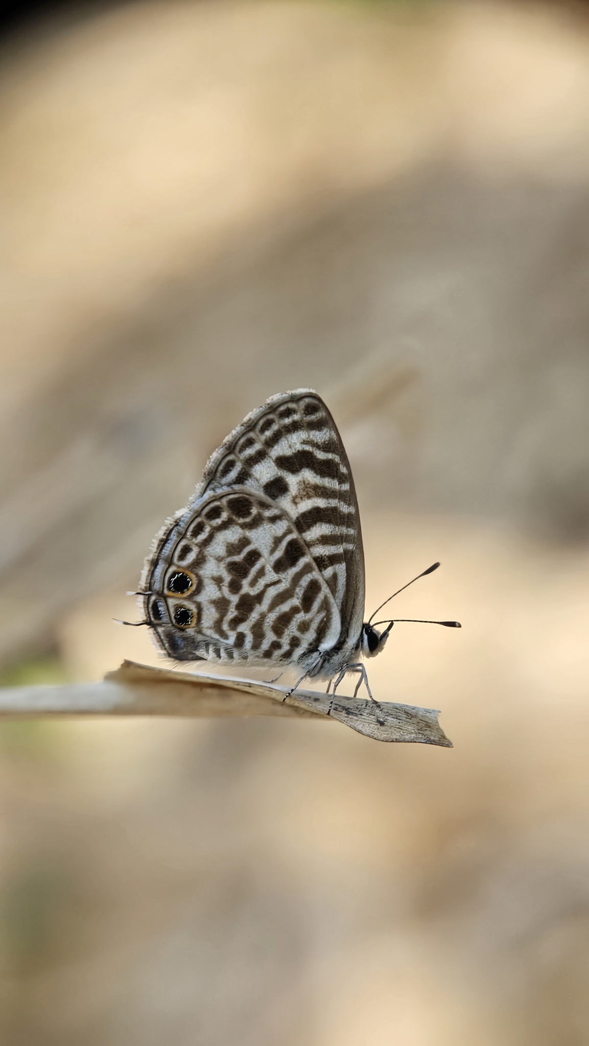 Zebra Blue