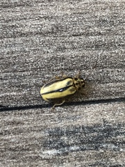 Xanthogaleruca luteola