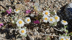 Eriophyllum wallacei rubellum