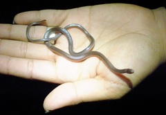 Enulius flavitorques