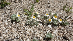 Eriophyllum wallacei rubellum