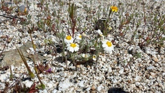 Eriophyllum wallacei rubellum