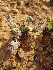 Ledebouria luteola