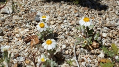 Eriophyllum wallacei rubellum