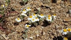 Eriophyllum wallacei rubellum