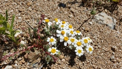 Eriophyllum wallacei rubellum
