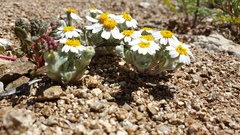 Eriophyllum wallacei rubellum