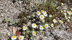 Eriophyllum wallacei rubellum