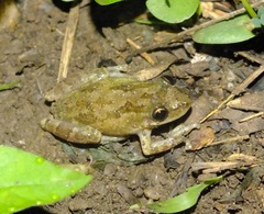 Scinax staufferi