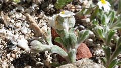 Eriophyllum wallacei rubellum