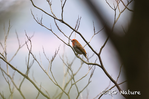 Crimson-browed Finch (Carpodacus subhimachalus), photo 10