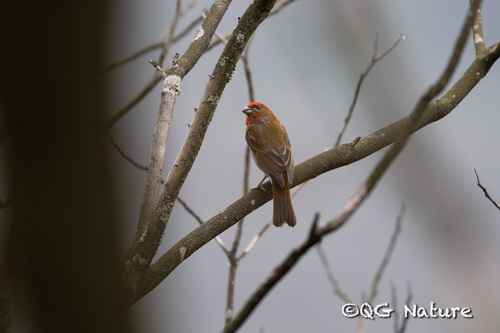 Crimson-browed Finch (Carpodacus subhimachalus), photo 3