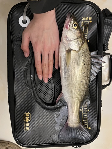 Japanese seabass (Lateolabrax japonicus) — Lateolabracidae — 2