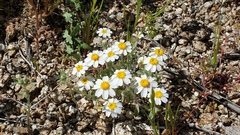 Eriophyllum wallacei rubellum