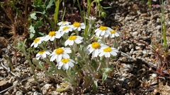 Eriophyllum wallacei rubellum