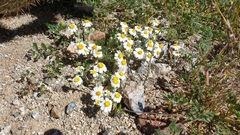 Eriophyllum wallacei rubellum